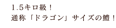 通称「ドラゴン」サイズの鱧！