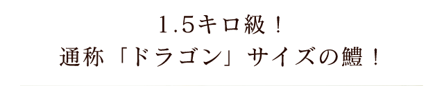 通称「ドラゴン」サイズの鱧！